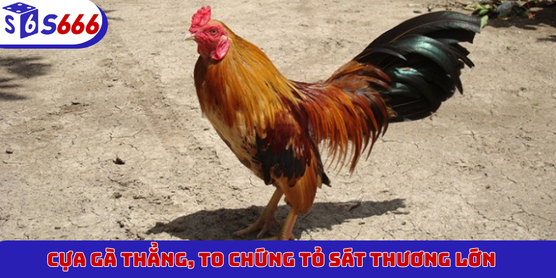 Cựa gà thẳng, to chứng tỏ sát thương lớn