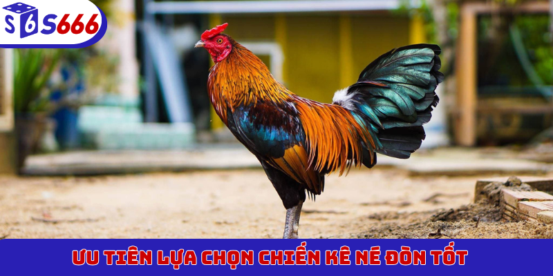 Ưu tiên lựa chọn chiến kê né đòn tốt