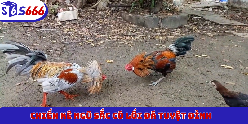 Chiến kê Ngũ Sắc có lối đá tuyệt đỉnh