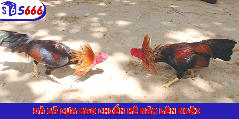 Đá gà cựa dao chiến kê nào lên ngôi