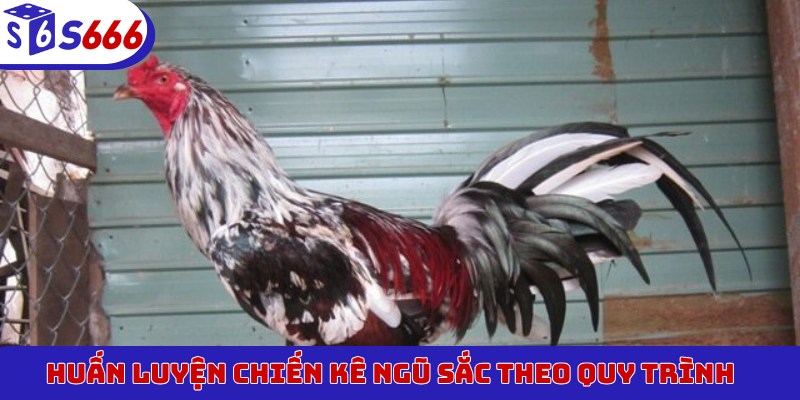 Huấn luyện chiến kê Ngũ Sắc theo quy trình