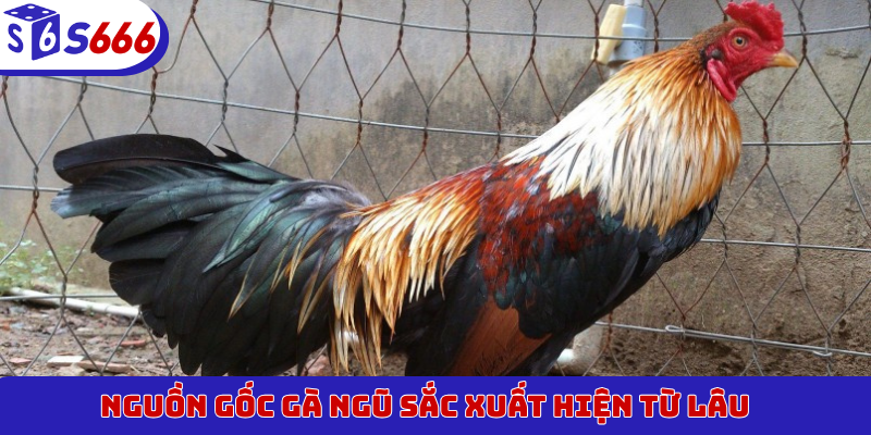 Nguồn gốc gà Ngũ Sắc xuất hiện từ lâu