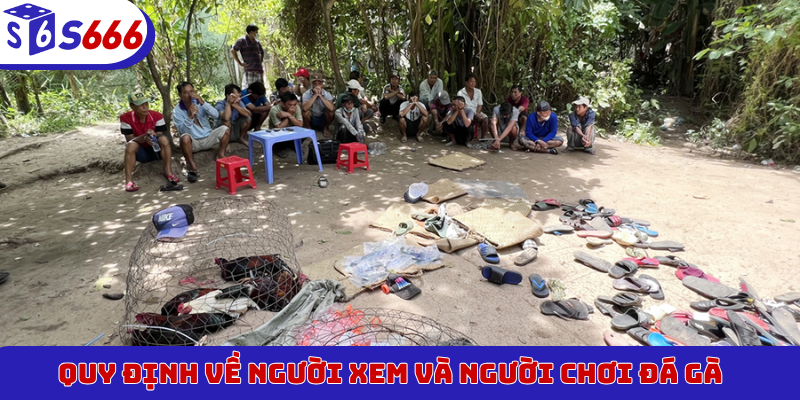 Quy định về người xem và người chơi đá gà