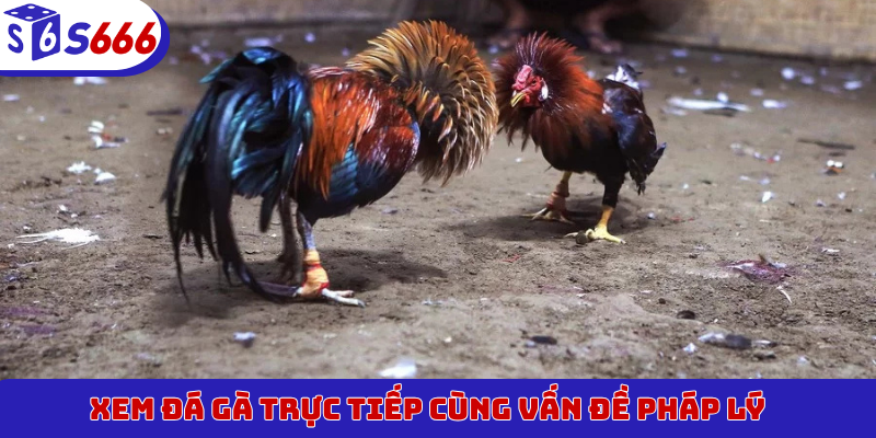 Xem đá gà trực tiếp cùng vấn đề pháp lý